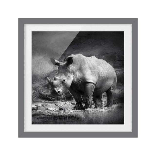 Lone Rhinoceros Framed Photographic Art Print East Urban Home Frame Options: Matt grey, Size: 50cm H x 50cm W on Productcaster.