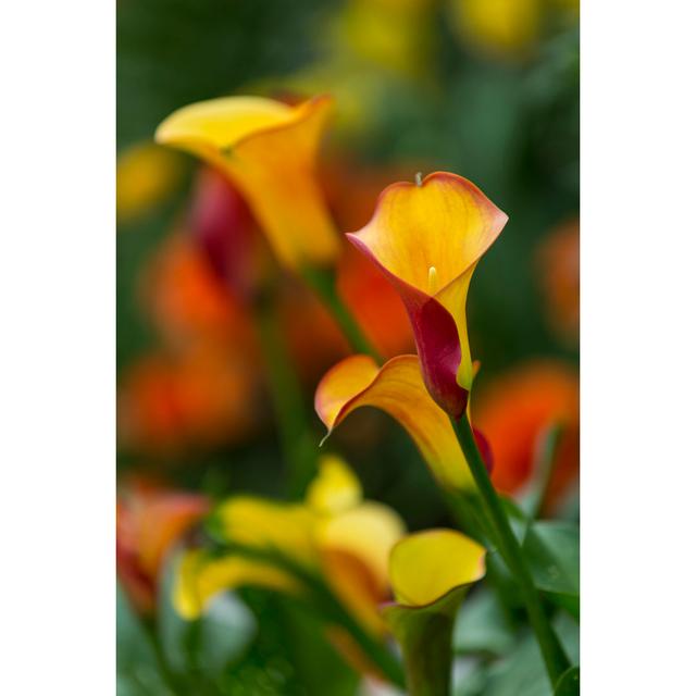 Myrtille Calla Lily - Wrapped Canvas Photograph Latitude Run Size: 122cm H x 81cm W x 3.8cm D on Productcaster.