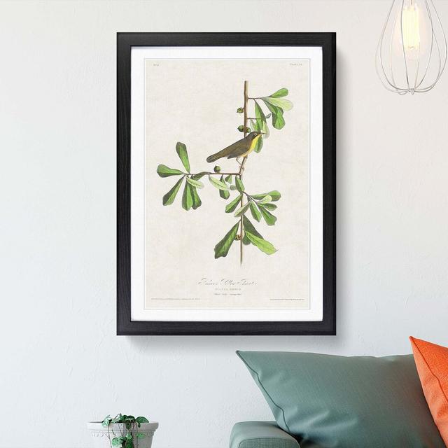 Roscoes Yellow-Throat Bird by John James Audubon - Picture Frame Graphic Art Print East Urban Home Frame Option: Black, Size: 60cm H x 40cm W x 2cm D on Productcaster.