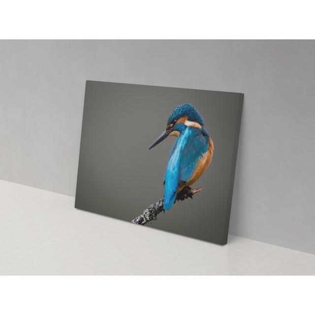 Bluebird on a Branch - Wrapped Canvas Graphic Art ClassicLiving Size: 82cm H x 123cm W x 4cm D on Productcaster.