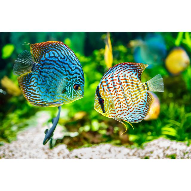 Aquarium Displaying Two Tropical Fish Symphsodon Discus Highland Dunes Size: 20cm H x 30cm W on Productcaster.