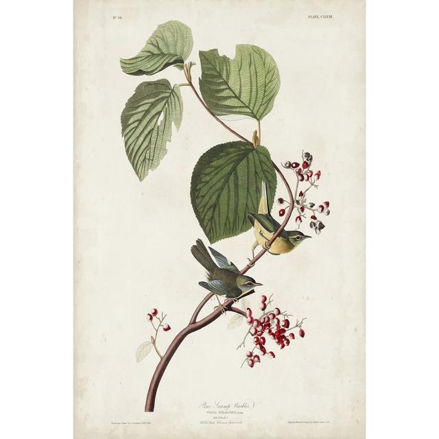 Pl 148 Pine Swamp Warbler by John Audubon - Wrapped Canvas Painting Marlow Home Co. Size: 46cm H x 30cm W on Productcaster.