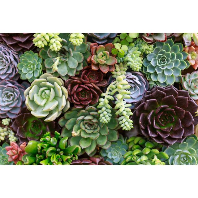 Miniature Succulent Plants - Wrapped Canvas Photograph Bloomsbury Market Size: 81cm H x 122cm W x 3.8cm D on Productcaster.