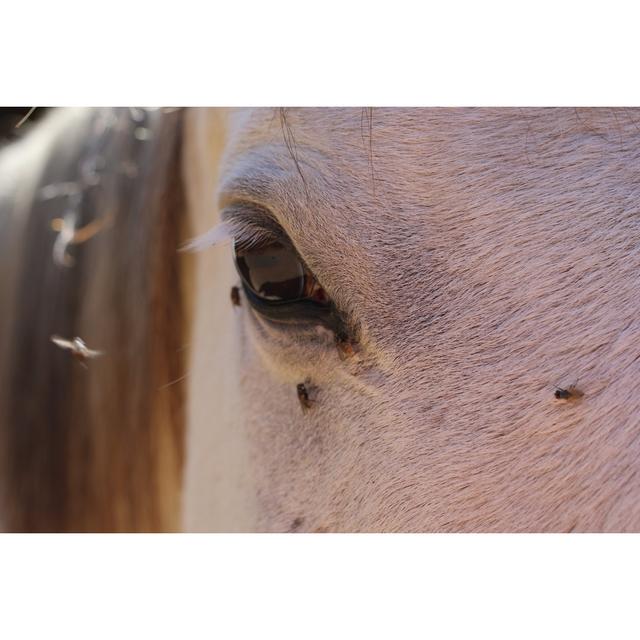 Boulanger Horse With Flies by Meghan Bennett - Wrapped Canvas Photograph Natur Pur Size: 30cm H x 46cm W x 3.8cm D on Productcaster.