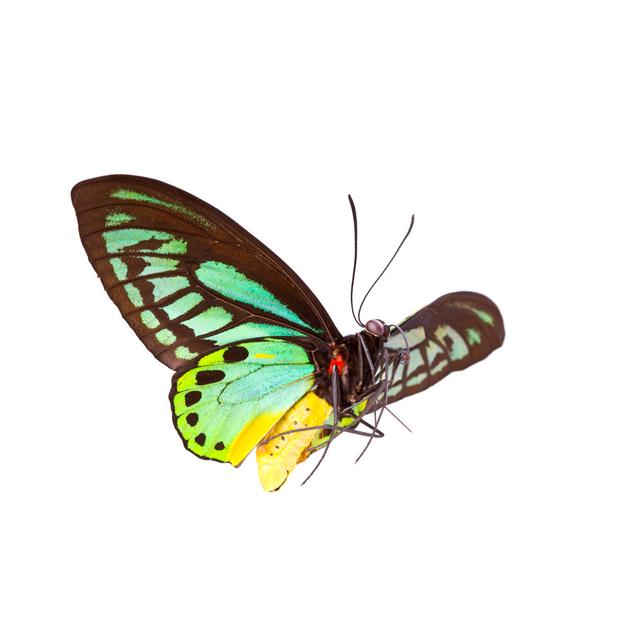 Butterfly by Liliboas - No Frame Art Prints on Canvas Brambly Cottage Size: 81cm H x 122cm W on Productcaster.