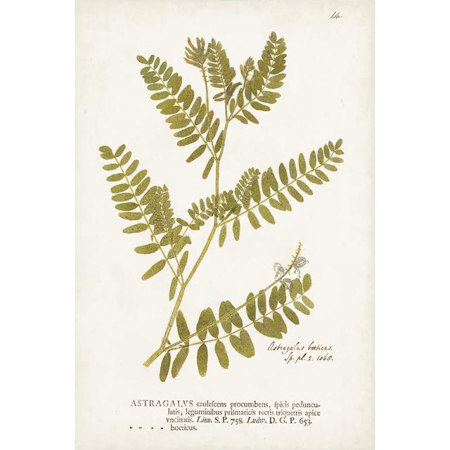 Nature Printed Ferns V - Wrapped Canvas Art Print August Grove Size: 30cm H x 20cm W on Productcaster.