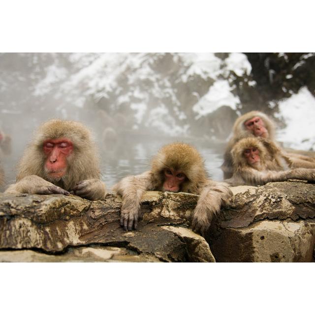 Family of Macaques by Cameranew - Wrapped Canvas Photograph 17 Stories Size: 30cm H x 46cm W on Productcaster.