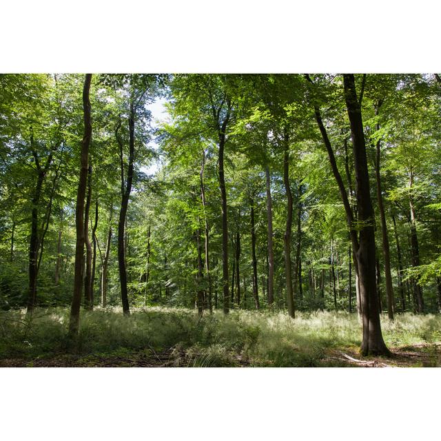 Trees in the Forest, Surrey, UK - Wrapped Canvas Photograph Union Rustic Size: 20cm H x 30cm W x 3.8cm D on Productcaster.