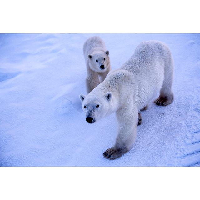 Polar Bear Mother And One Cub by Gomezdavid - Print Brambly Cottage Size: 61cm H x 91cm W on Productcaster.