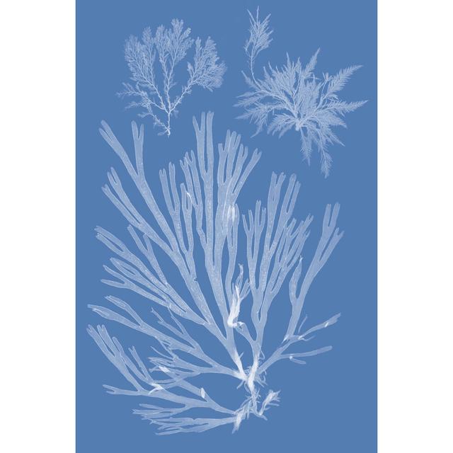 Seaweed Cyanotype II Highland Dunes Size: 46cm H x 30cm Wx 3.8cm D on Productcaster.