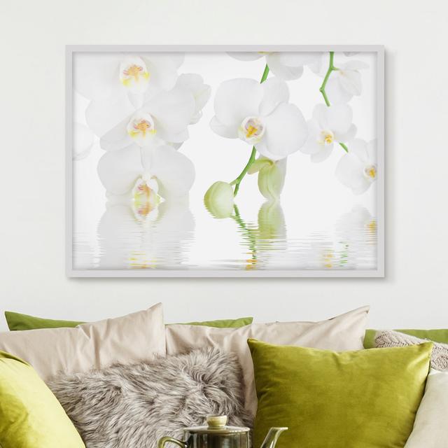 Wellness Orchid - White Orchid - Picture Frame Graphic Art Rosalind Wheeler Size: 50cm H x 70cm W x 2cm D, Frame Option: White Framed on Productcaster.