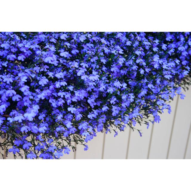 Group Of Blue Lobelia by WEKWEK - No Frame Art Prints on Canvas 17 Stories Size: 20cm H x 30cm W on Productcaster.