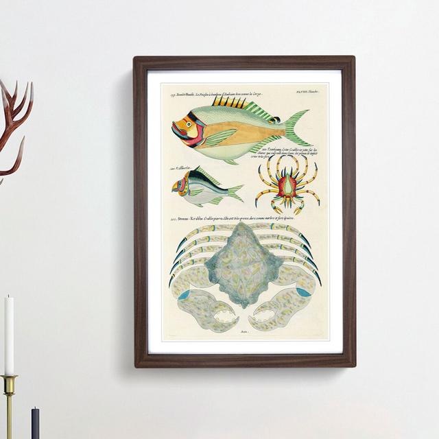 East Indies Fish & Crab Illustrations XLVIII by Louis Renard - Picture Frame Painting Print East Urban Home Size: 36cm H x 27cm W x 2cm D, Frame Optio on Productcaster.