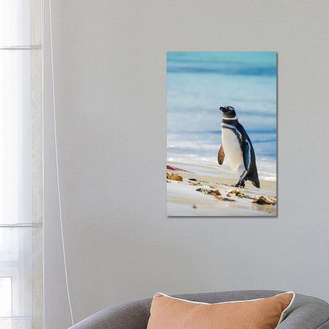 Magellanic Penguin at Beach, Falkland Islands by Martin Zwick - Photograph House of Hampton Size: 66.04cm H x 45.72cm W x 1.91cm D on Productcaster.