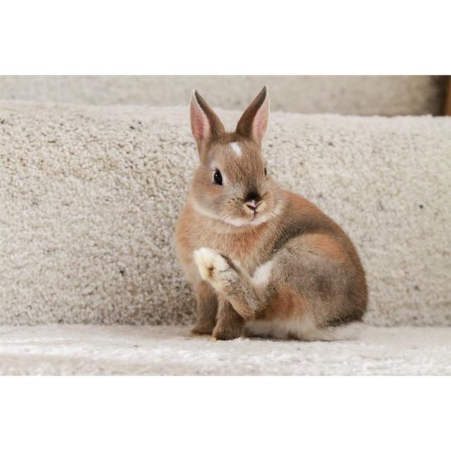 Netherland Dwarf Rabbit by Ottoyu - Print Brambly Cottage Size: 20cm H x 30cm W on Productcaster.