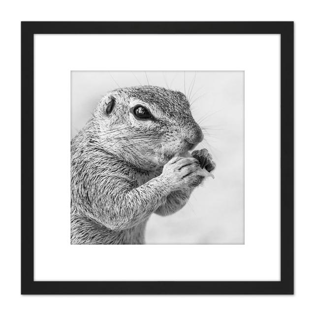 Squirrel Rodent Eating Black White Animal Photo - Single Picture Frame Print Alpen Home on Productcaster.