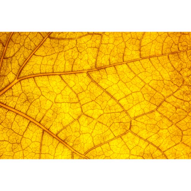 Meena Close up of Autumn Leaf - Wrapped Canvas Photograph Latitude Run Size: 51cm H x 76cm W x 3.8cm D on Productcaster.