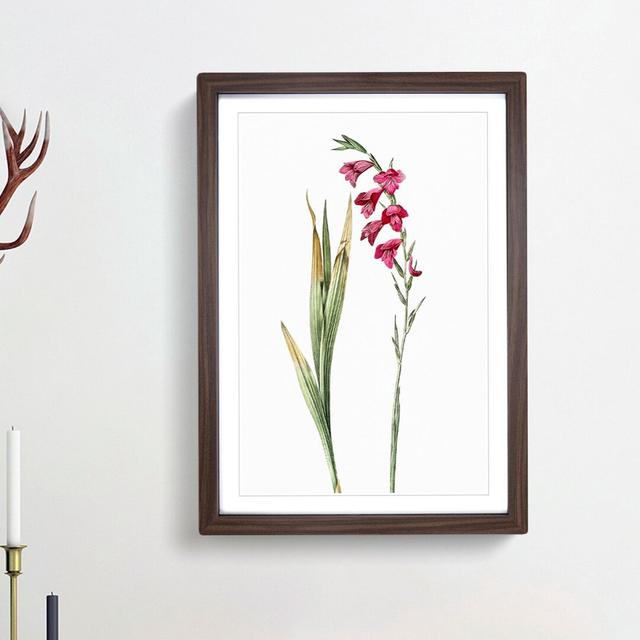 Pink Gladiolus Flowers by Pierre-Joseph Redoute - Picture Frame Painting Print East Urban Home Size: 48cm H x 36cm W x 2cm D, Frame Option: Walnut Fra on Productcaster.