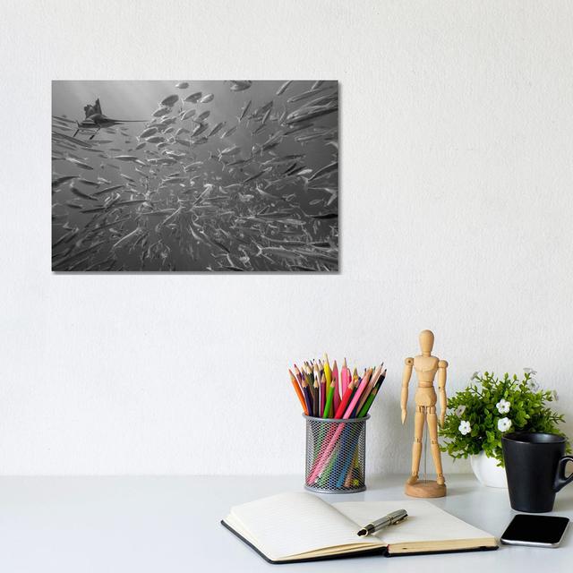 Atlantic Sailfish Hunting Round Sardinella School, Isla Mujeres, Mexico by Tim Fitzharris - No Frame Gallery-Wrapped Canvas Giclée on Canvas Beachcres on Productcaster.