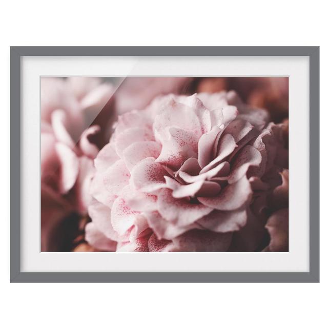 Shabby Pink Rose Pastel - Picture Frame Graphic Art Rosdorf Park Format: Grey Framed, Size: 30cm H x 40cm W x 2cm D, Matte Colour: White on Productcaster.