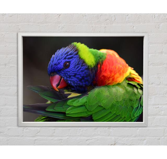 Colourful Parrot Feather Peck - Single Picture Frame Art Prints on Canvas Bright Star Size: 100cm H x 141.4cm W x 3.3cm D on Productcaster.