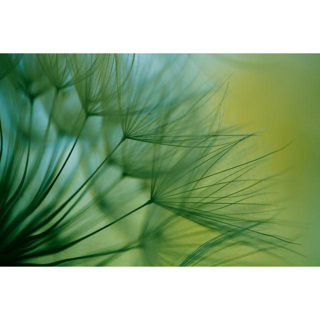 Macro Dandelion Seed by Jasmina007 - No Frame Print on Canvas 17 Stories Size: 60cm H x 90cm W on Productcaster.