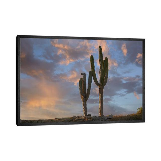 Saguaro Kakteen, Cabo San Lucas, Mexiko von Tim Fitzharris - Galerie-verpackte Leinwand Giclée auf Leinwand Natur Pur Format: Schwarzer Rahmen, Größe: on Productcaster.