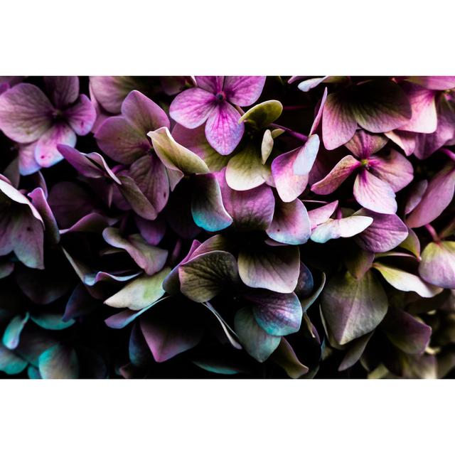 Hydrangea by FelicitasMann - Wrapped Canvas Print 17 Stories Size: 51cm H x 76cm W on Productcaster.