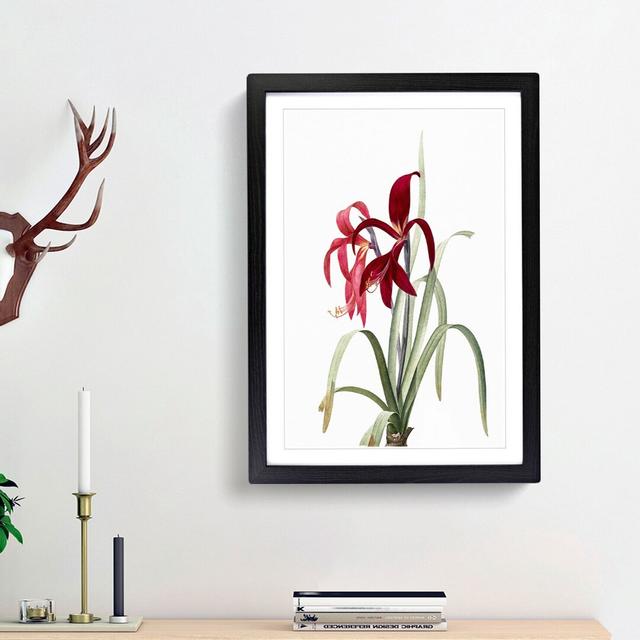 Amaryllis Sprekelia Flowers by Pierre-Joseph Redoute - Picture Frame Painting Print on Paper East Urban Home Frame Option: Black Framed, Size: 33cm H on Productcaster.