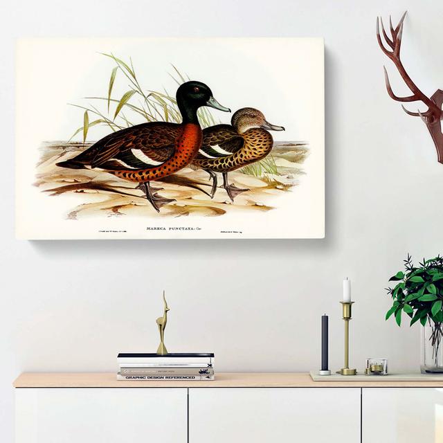 Chesnut-breasted Ducks by Elizabeth Gould - Wrapped Canvas Painting Print East Urban Home Size: 40cm H x 60cm W x 3cm D on Productcaster.