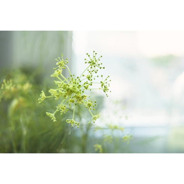 Dill Flower by Laurentiuss - Wrapped Canvas Print Ebern Designs Size: 51cm H x 76cm W x 3.8cm D on Productcaster.