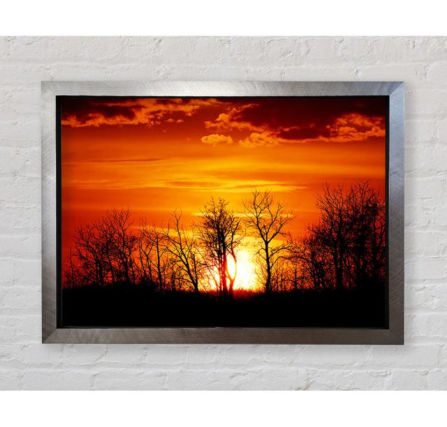 Orange Sonnenuntergang Baumgrenze - Druck Bright Star Größe: 42cm H x 59,7cm B on Productcaster.