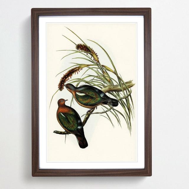 Little Green Pigeons by Elizabeth Gould - Picture Frame Painting Print East Urban Home Size: 36cm H x 27cm W x 2cm D, Frame Option: Walnut Framed on Productcaster.