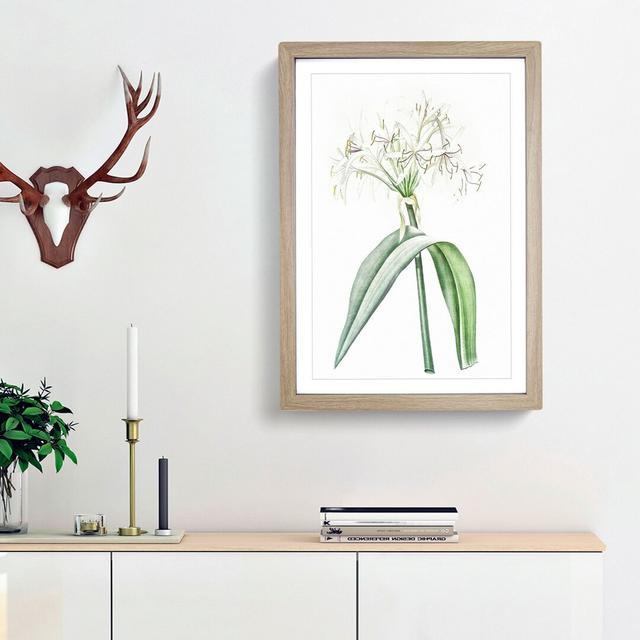 Florida Swamp Lily by Pierre-Joseph Redoute - Picture Frame Painting Print East Urban Home Size: 65cm H x 48cm W x 2cm D, Frame Option: Oak Framed on Productcaster.