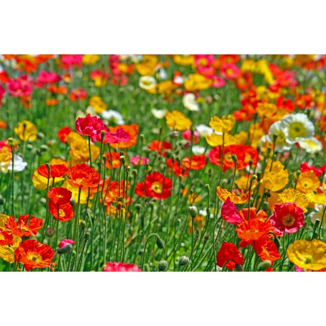 Field Of Wild Poppies by Jimbo_Cymru - Wrapped Canvas Print Latitude Run Size: 20cm H x 30cm W x 3.8cm D on Productcaster.