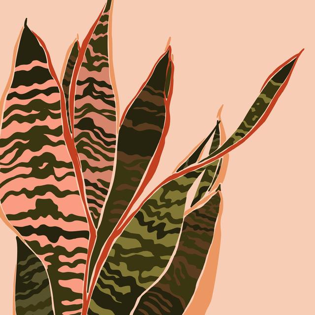 Sansevieria Plant by Anastasiia Dmitrieva - Wrapped Canvas Graphic Art Pergo Classics Size: 91cm H x 91cm W on Productcaster.