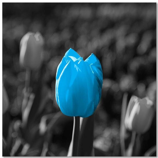 Blue Tulip in Grey - Wrapped Canvas Graphic Art Print Latitude Run Size: 90cm H x 90cm W on Productcaster.