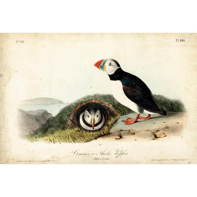 Audubon Arctic Puffin by John Audubon - Wrapped Canvas Painting Rosalind Wheeler Size: 81cm H x 122cm W on Productcaster.