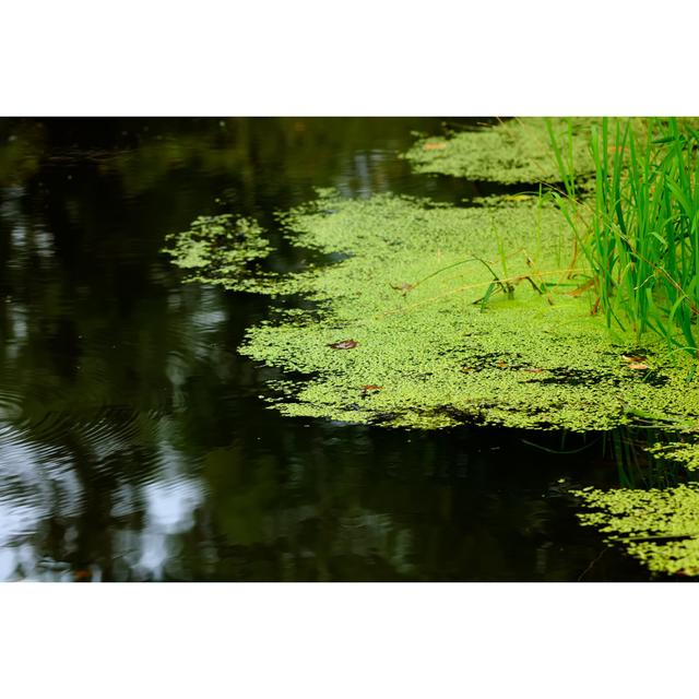 Duckweed - Wrapped Canvas Print Latitude Run Size: 30cm H x 46cm W x 3.8cm D on Productcaster.