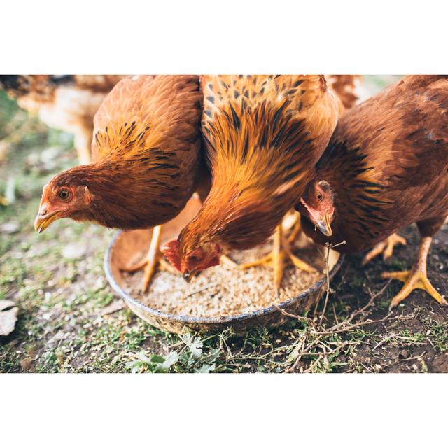 Farm Chicken by Filadendron - No Frame Art Prints on Canvas Brambly Cottage Size: 20cm H x 30cm W on Productcaster.