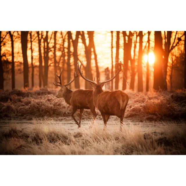 Deer in Morning Sun by Arturasker - Wrapped Canvas Photograph Alpen Home Size: 81cm H x 122cm W on Productcaster.