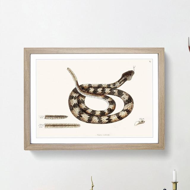 Rattlesnake by Mark Catesby - Picture Frame Painting Print East Urban Home Frame Option: Oak Framed, Size: 36cm H x 48cm W x 2cm D on Productcaster.