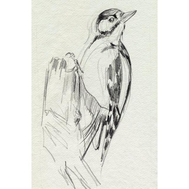 Woodpecker Sketch II by Jennifer Paxton Parker - Wrapped Canvas Drawing Rosalind Wheeler Size: 76cm H x 51cm W x 3.8cm D on Productcaster.