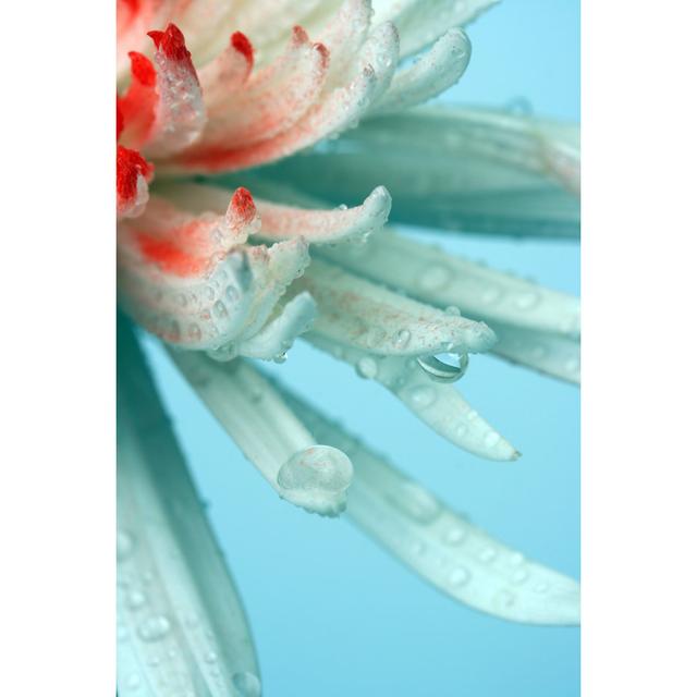 Drops On Petals Of A Chrysanthemum von Mashabuba - Kunstdrucke House of Hampton Größe: 90 cm H x 60 cm B on Productcaster.