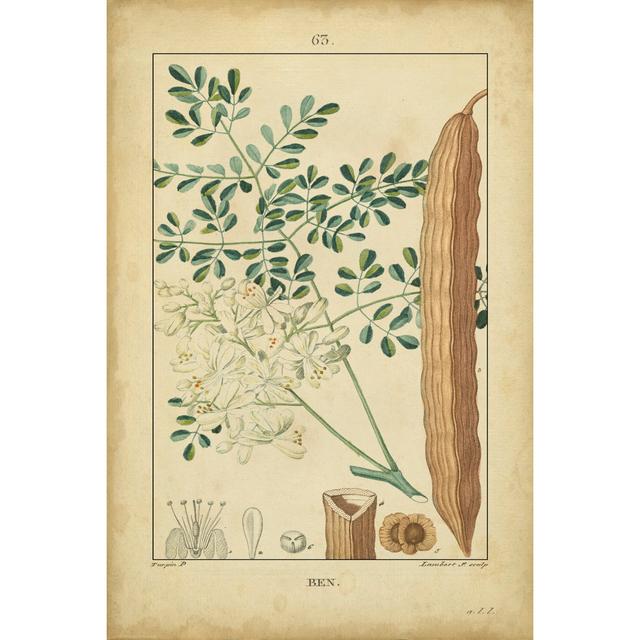 Vintage Turpin Botanical V by Turpin - Wrapped Canvas Painting Brambly Cottage Size: 122cm H x 81cm W on Productcaster.