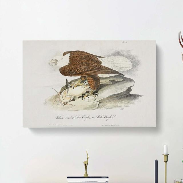 Bald Eagle by John Audubon - Wrapped Canvas Painting Print East Urban Home Size: 35cm H x 50cm W x 3cm D on Productcaster.