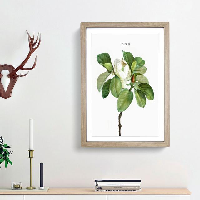 Blooming Magnolia Tree by Pierre-Joseph Redoute - Picture Frame Painting Print East Urban Home Frame Option: Oak Framed, Size: 65cm H x 48cm W x 2cm D on Productcaster.