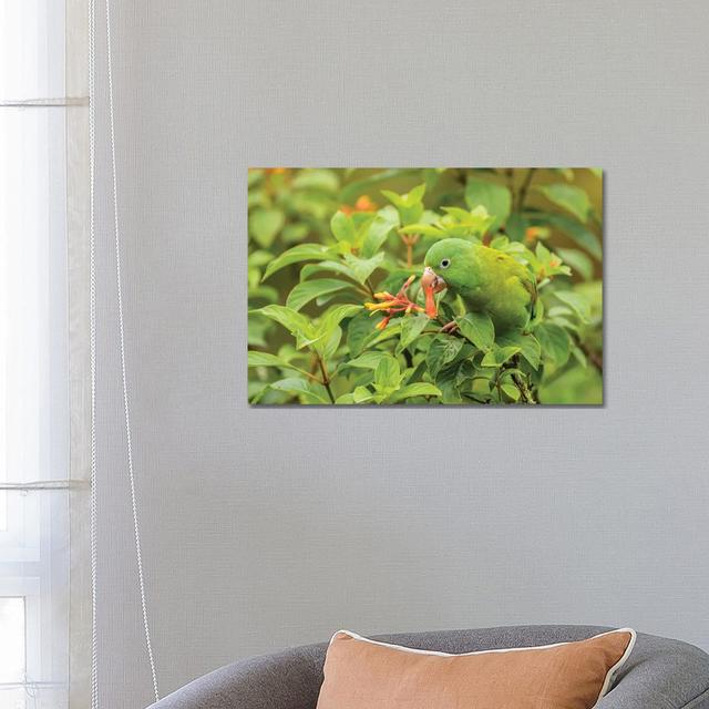 Costa Rica, La Paz River Valley. Captive Orange-Chinned Parakeet Feeding On Flowers. by Jaynes Gallery - Wrapped Canvas Print Latitude Run Size: 45.72 on Productcaster.