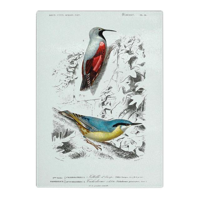 Tempered Glass Bird Illustrations PL.16 by Charles d'Orbigny Chopping Board East Urban Home Size: 39cm W x 28.5cm L on Productcaster.