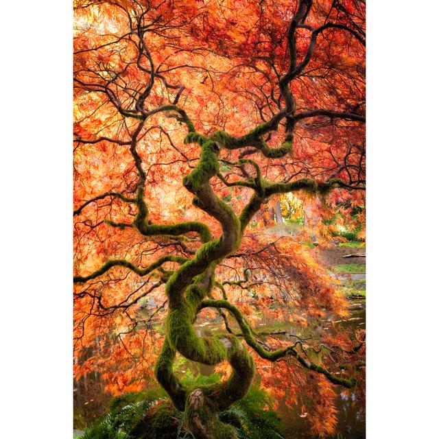 Japanese Maple by Justinreznick - Wrapped Canvas Print Alpen Home Size: 81cm H x 122cm W on Productcaster.